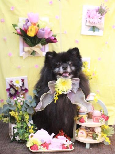 20230318ふわりちゃん